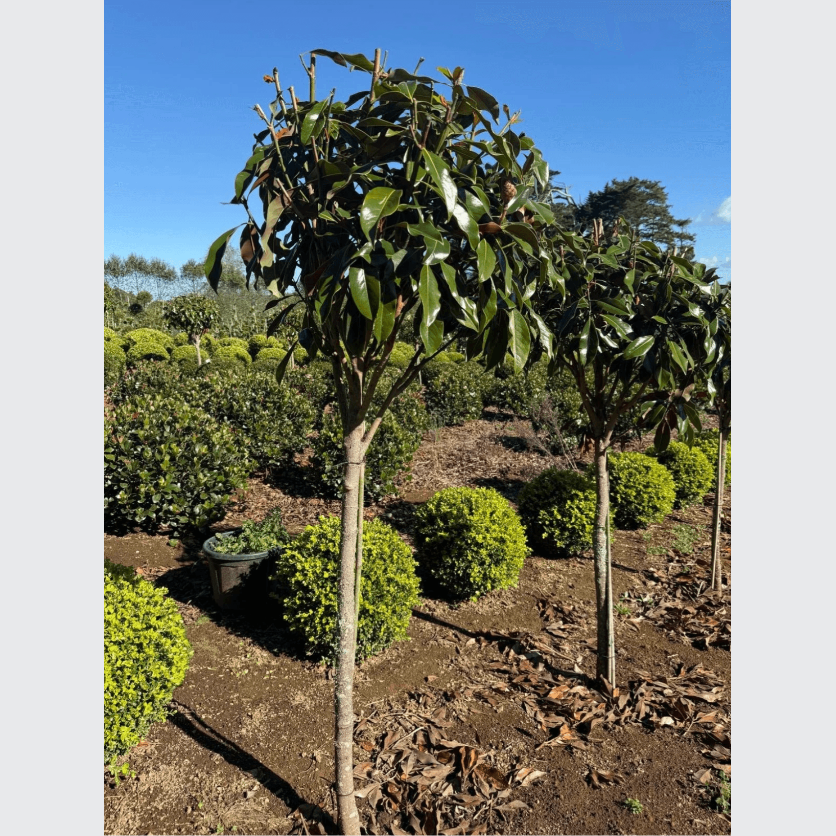 Magnolia Kay Parris – Standard gallery detail image