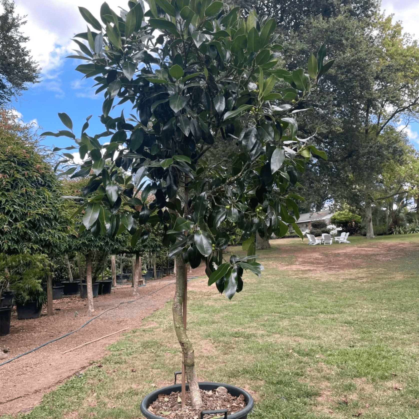 Ilex Dark Shadow – Standard gallery detail image