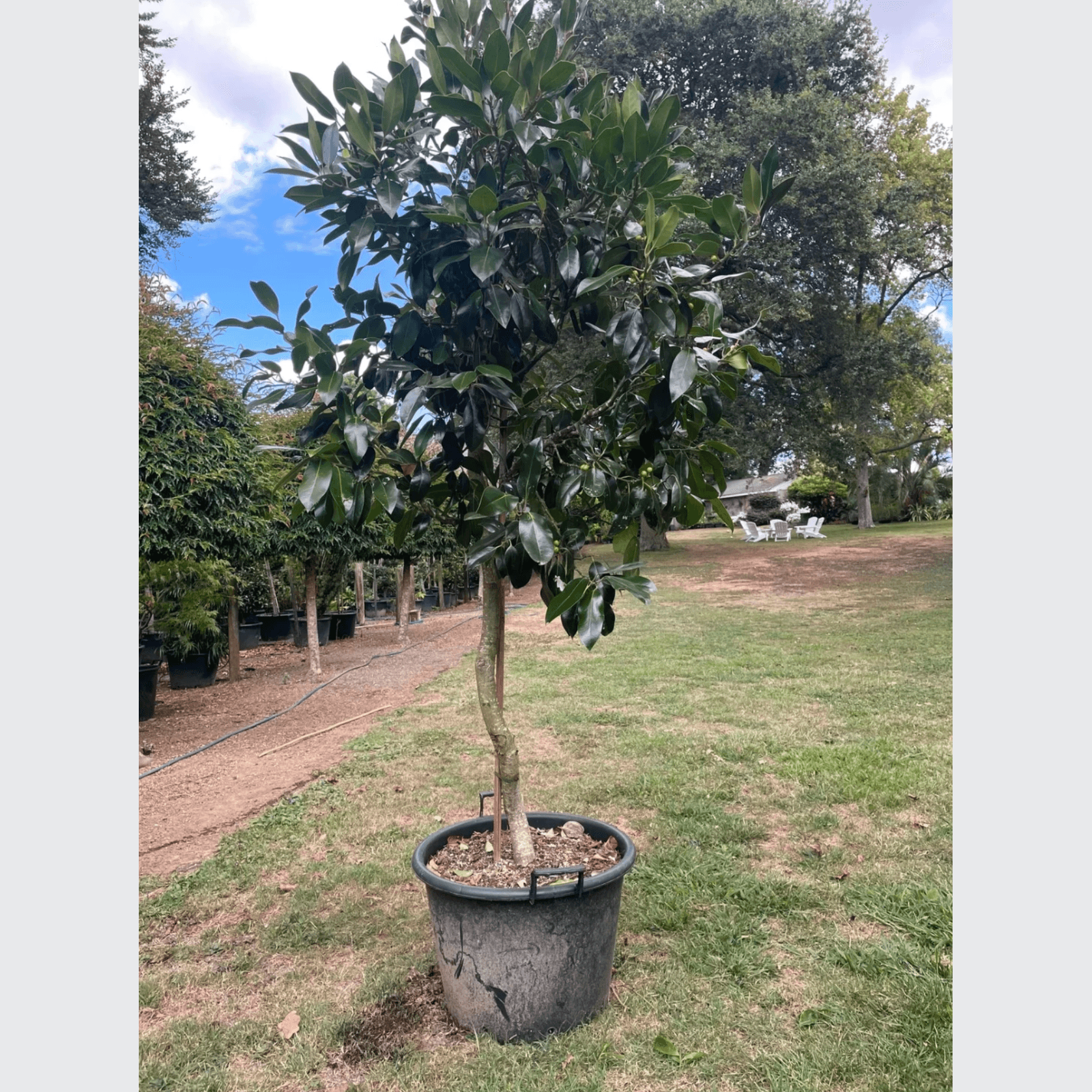 Ilex Dark Shadow – Standard gallery detail image