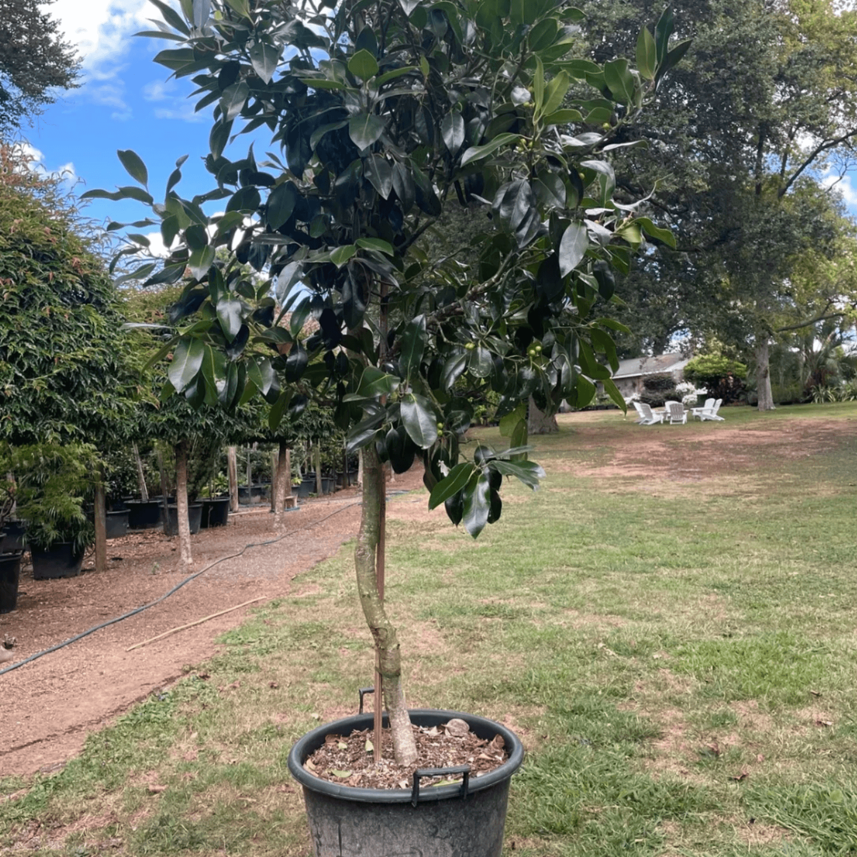 Ilex Dark Shadow – Standard gallery detail image
