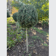 Podocarpus Matapouri Blue – Standard gallery detail image