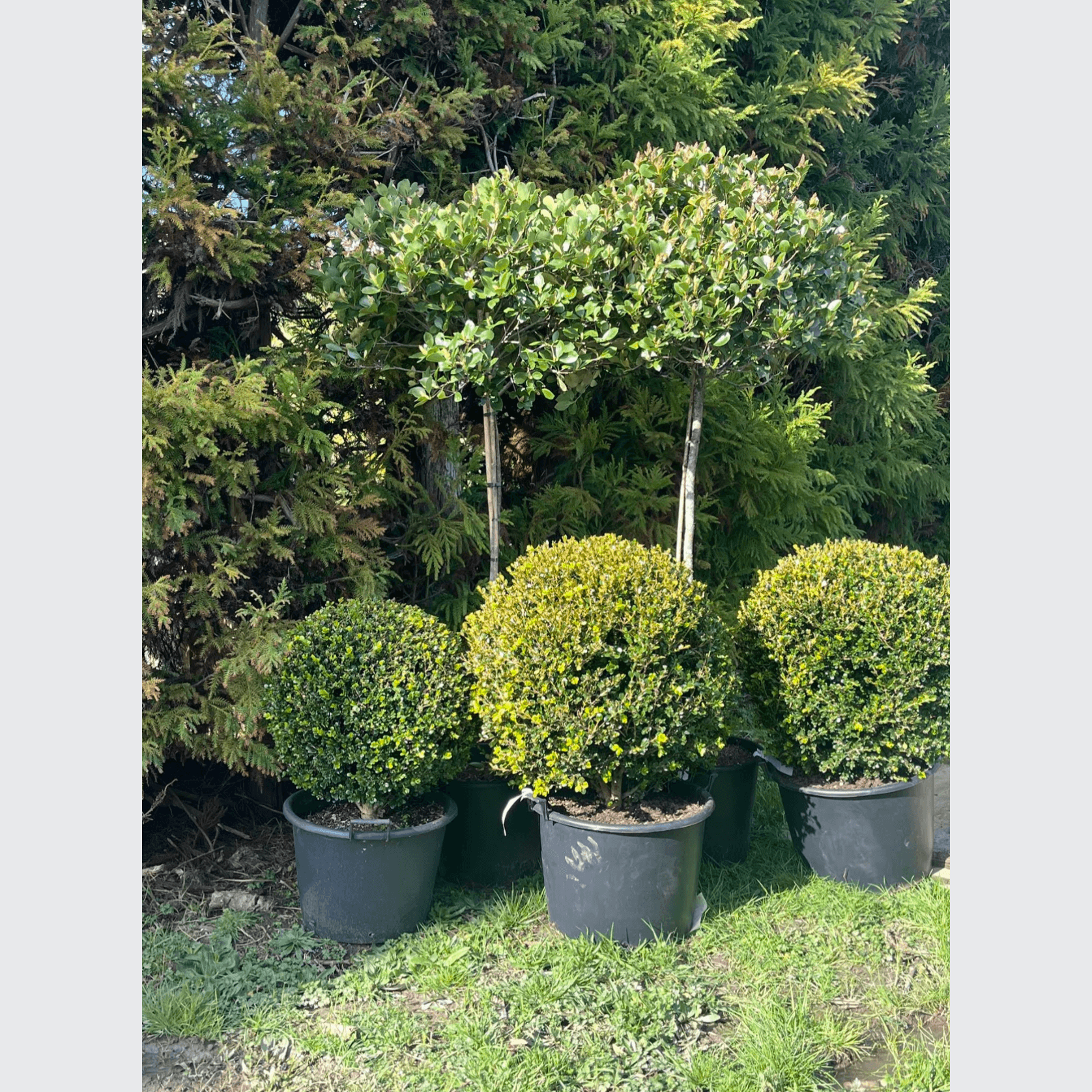 Buxus Green Gem – Globe gallery detail image