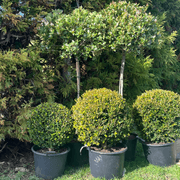 Buxus Green Gem – Globe gallery detail image