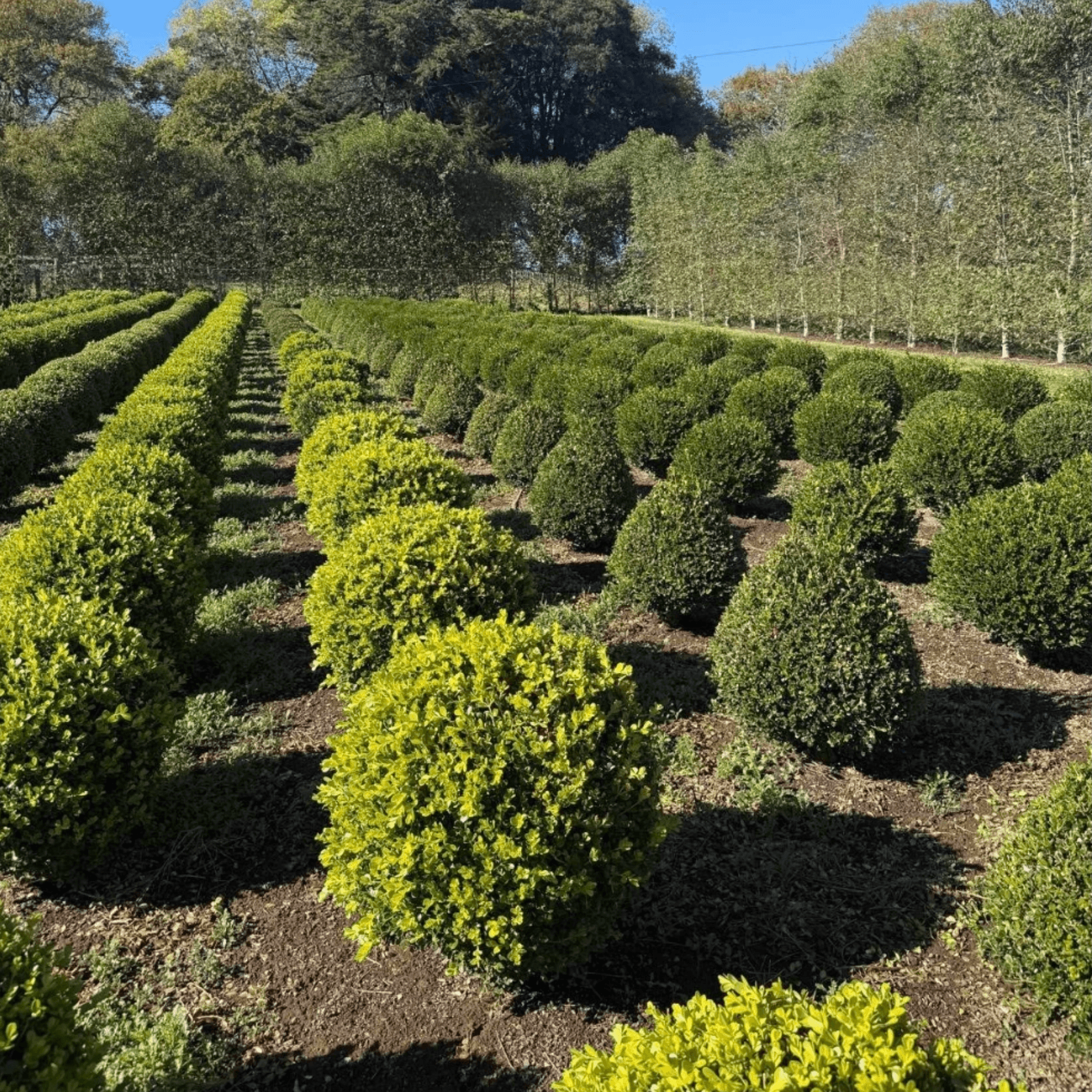 Buxus Microphylla – Globe gallery detail image