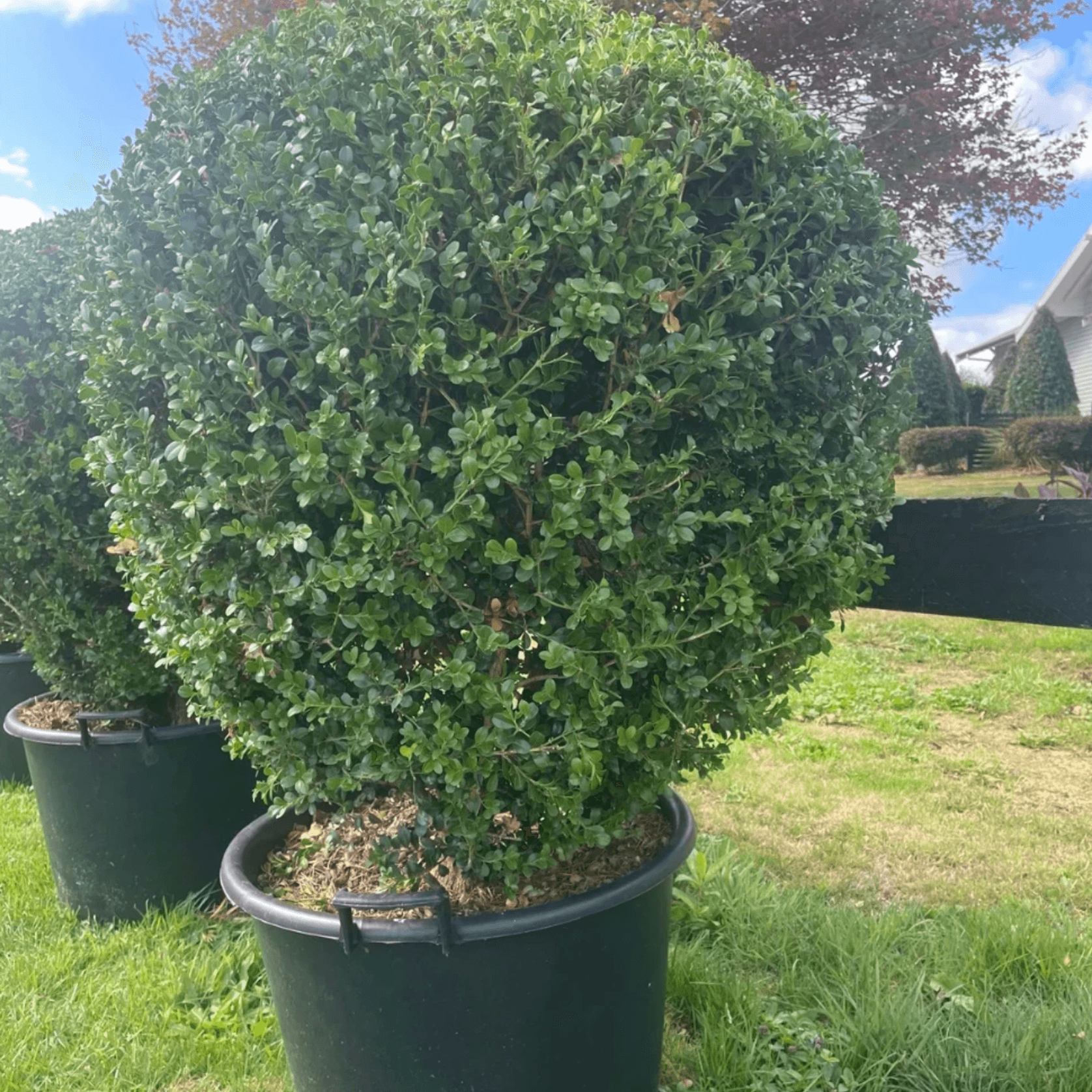Buxus Microphylla – Globe gallery detail image