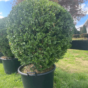 Buxus Microphylla – Globe gallery detail image