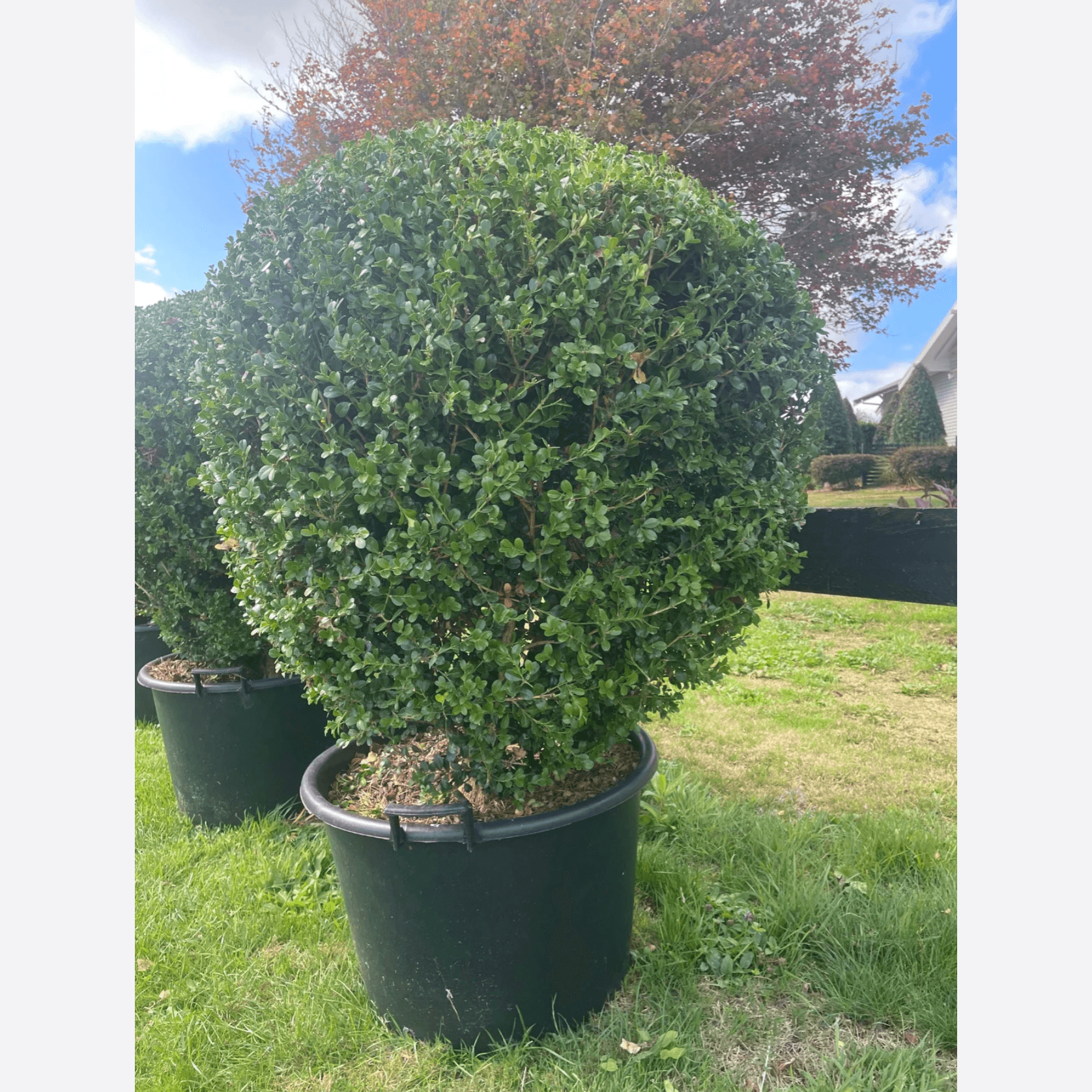 Buxus Microphylla XL – Globe gallery detail image