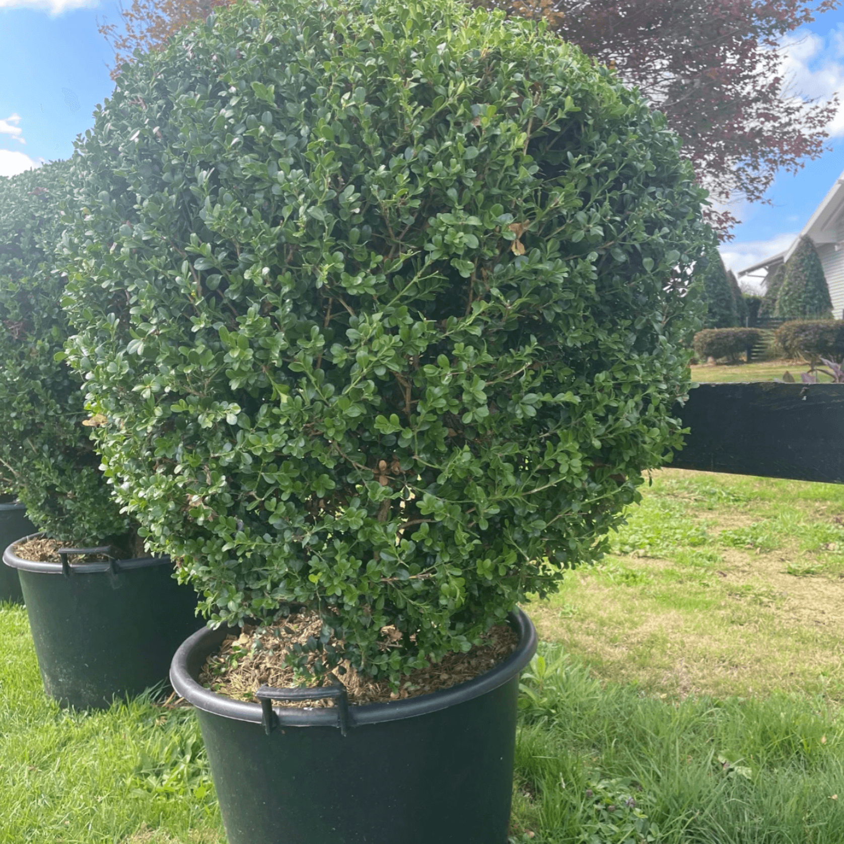 Buxus Microphylla XL – Globe gallery detail image