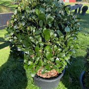 Ilex Largo – Globe gallery detail image