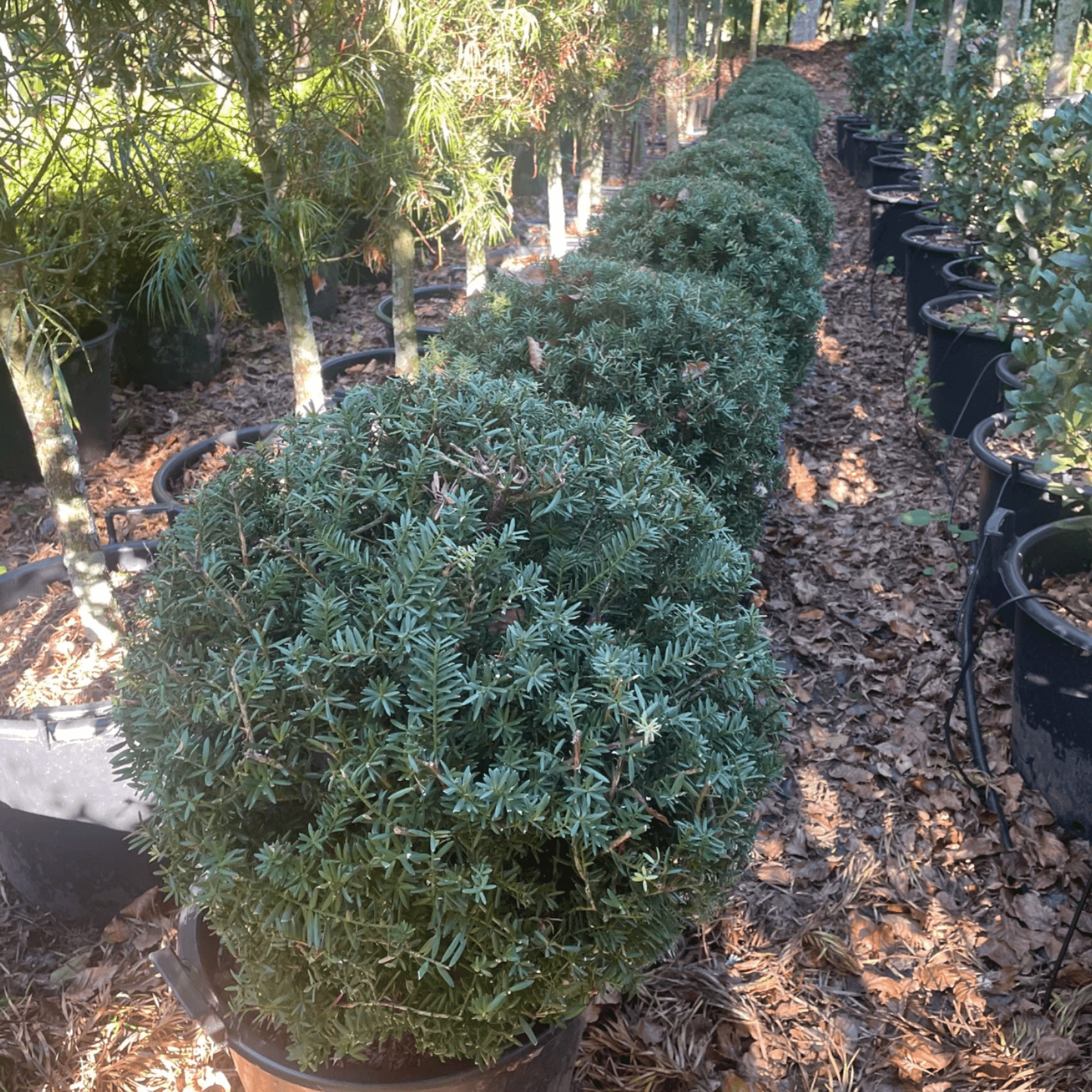 Podocarpus Matapouri Blue – Globe gallery detail image