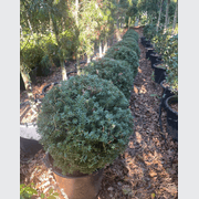 Podocarpus Matapouri Blue – Globe gallery detail image