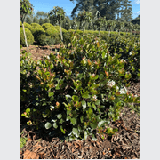 Raphiolepis Cosmic White – Globe gallery detail image