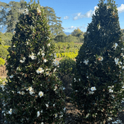 Camellia Setsugekka – Cone gallery detail image