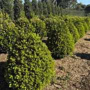 Buxus Green Gem – Cone gallery detail image
