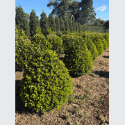 Buxus Green Gem – Cone gallery detail image
