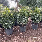 Ilex Largo – Cone gallery detail image