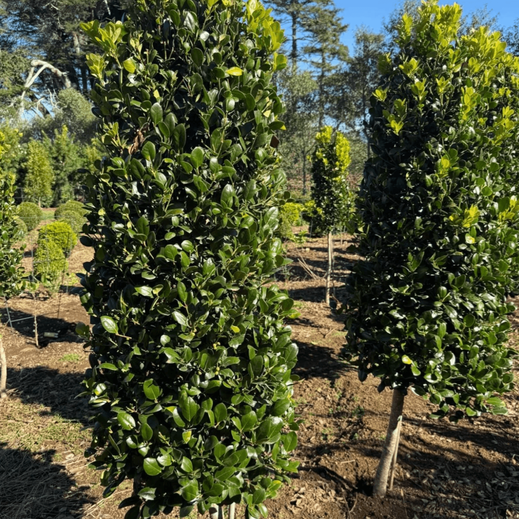 Ilex Largo, Short Stem – Cone gallery detail image