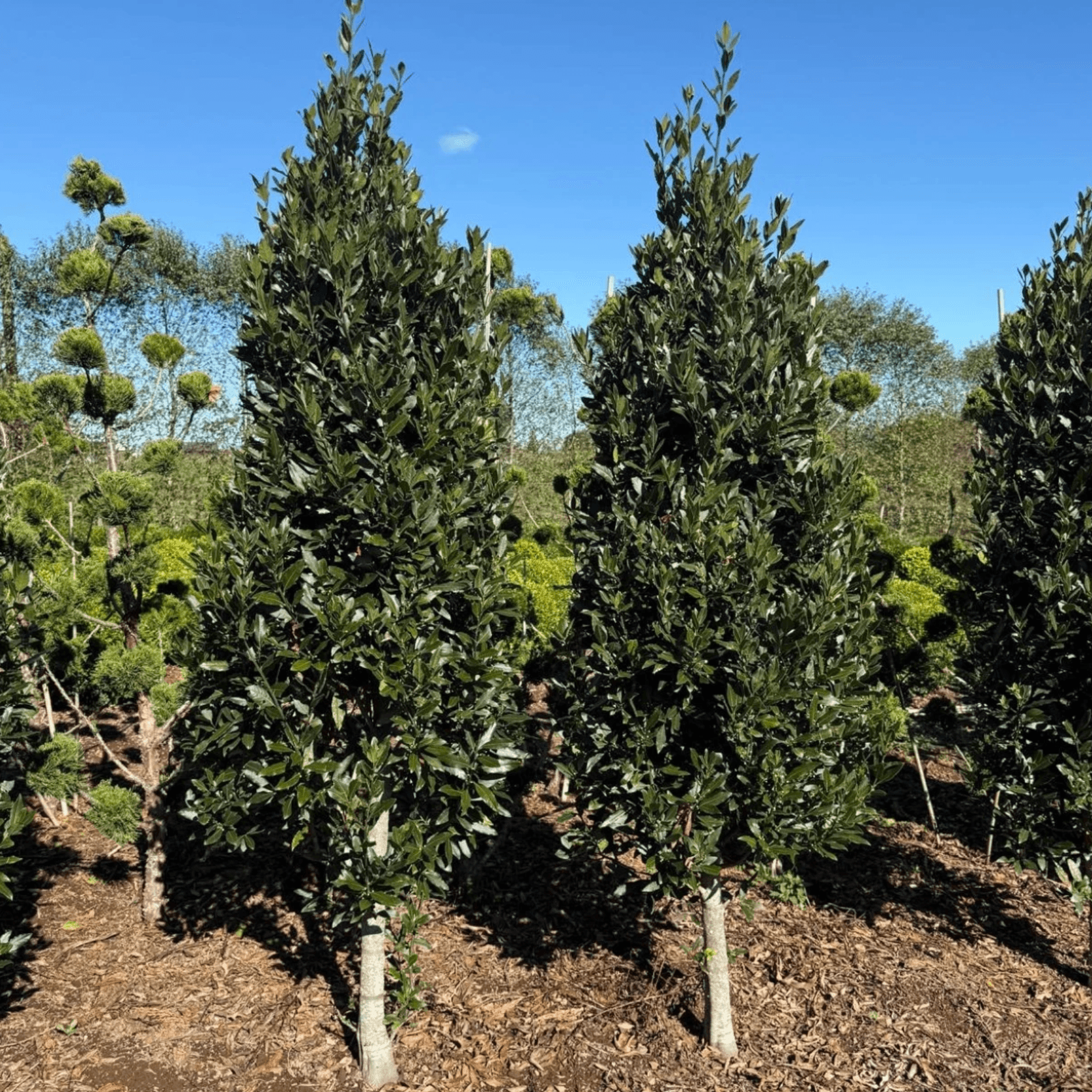 Laurus Nobilis – Cone gallery detail image