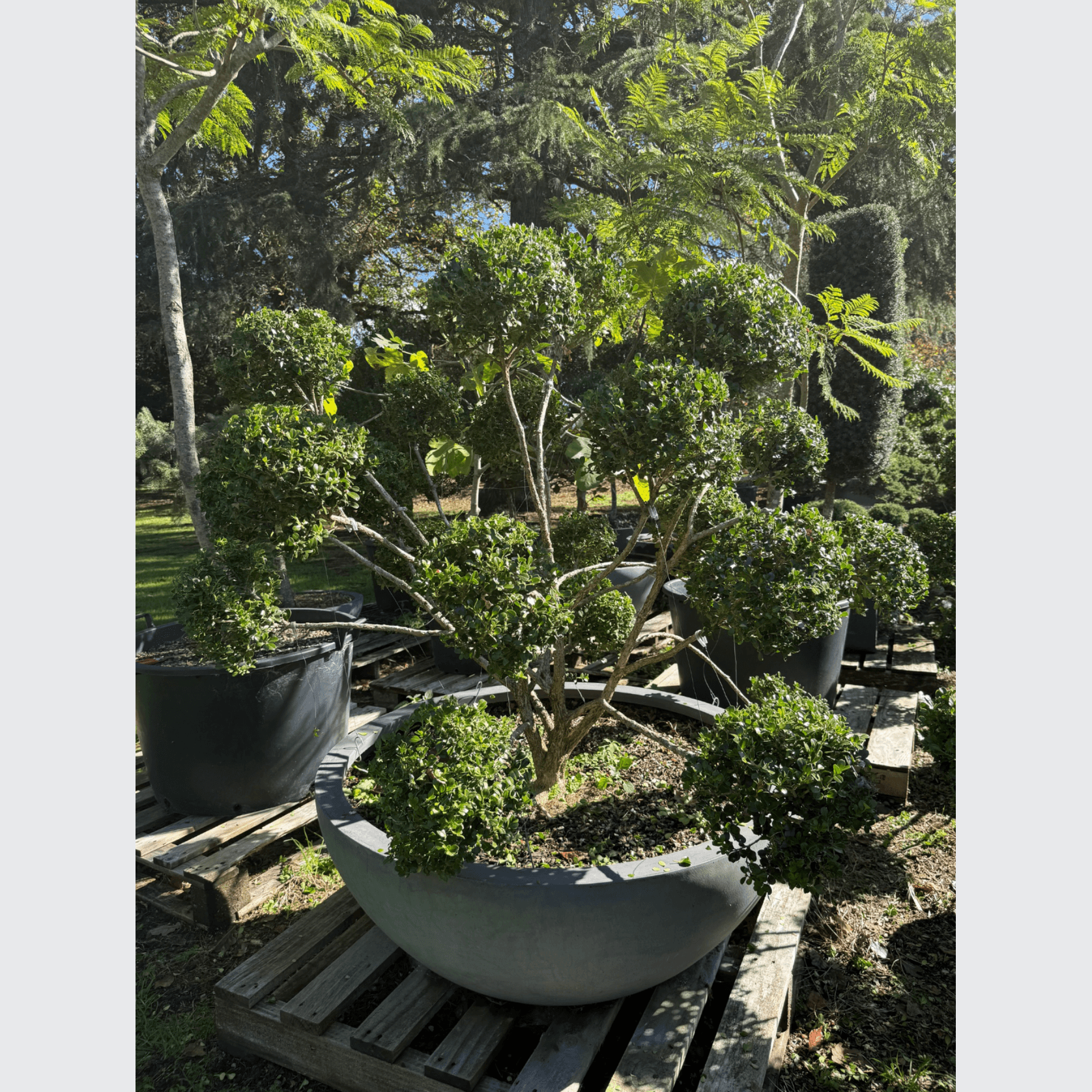 Buxus Microphylla – Cloud gallery detail image