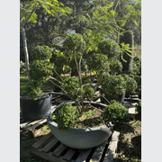 Buxus Microphylla – Cloud gallery detail image