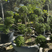 Buxus Microphylla – Cloud gallery detail image