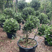 Buxus Microphylla – Clouds gallery detail image
