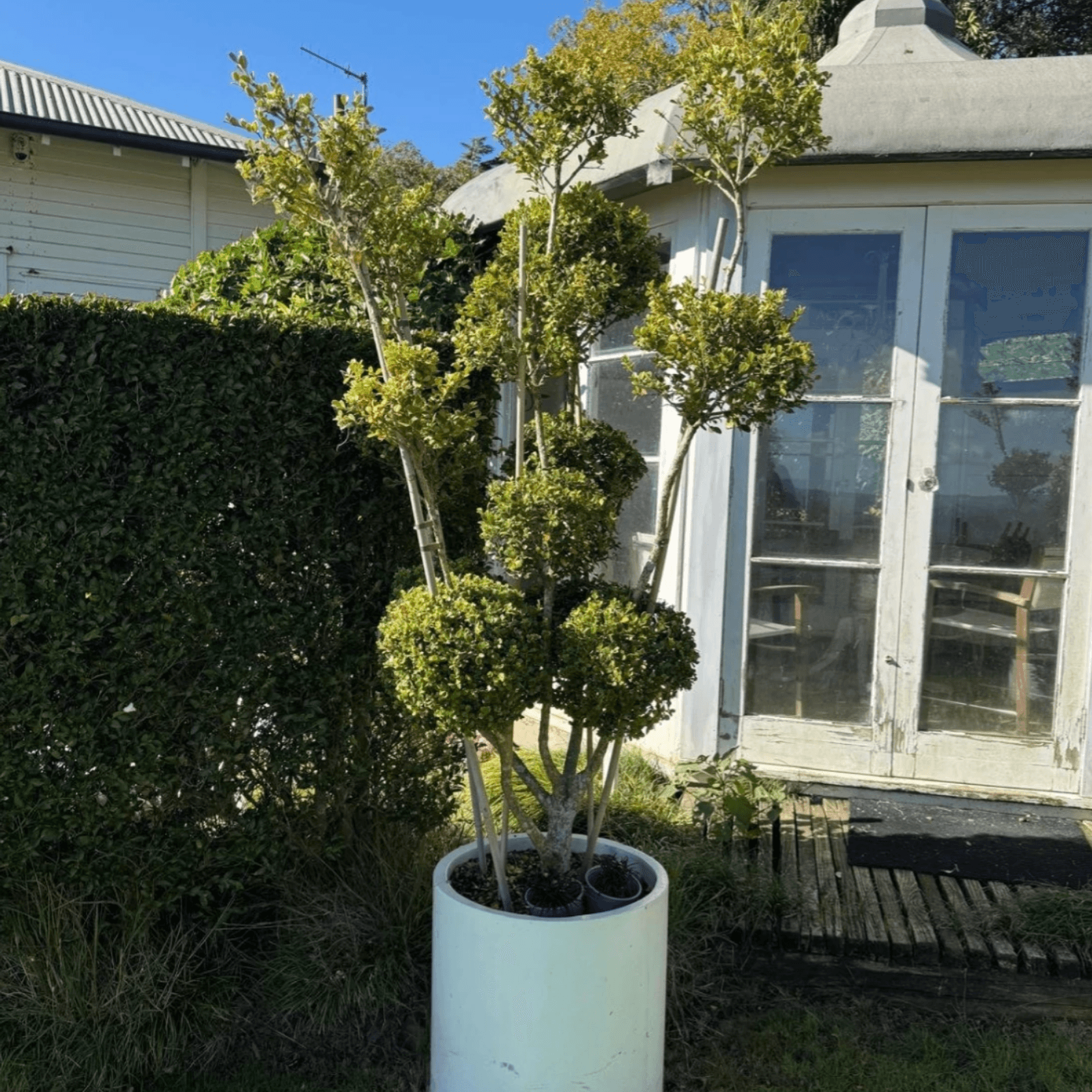 Buxus Microphylla – Multi-Stem gallery detail image