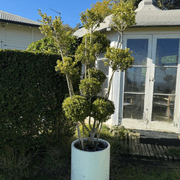 Buxus Microphylla – Multi-Stem gallery detail image