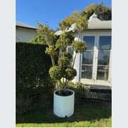 Buxus Microphylla – Multi-Stem gallery detail image