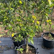 Citrus Lime Cocktail – Espaliered gallery detail image