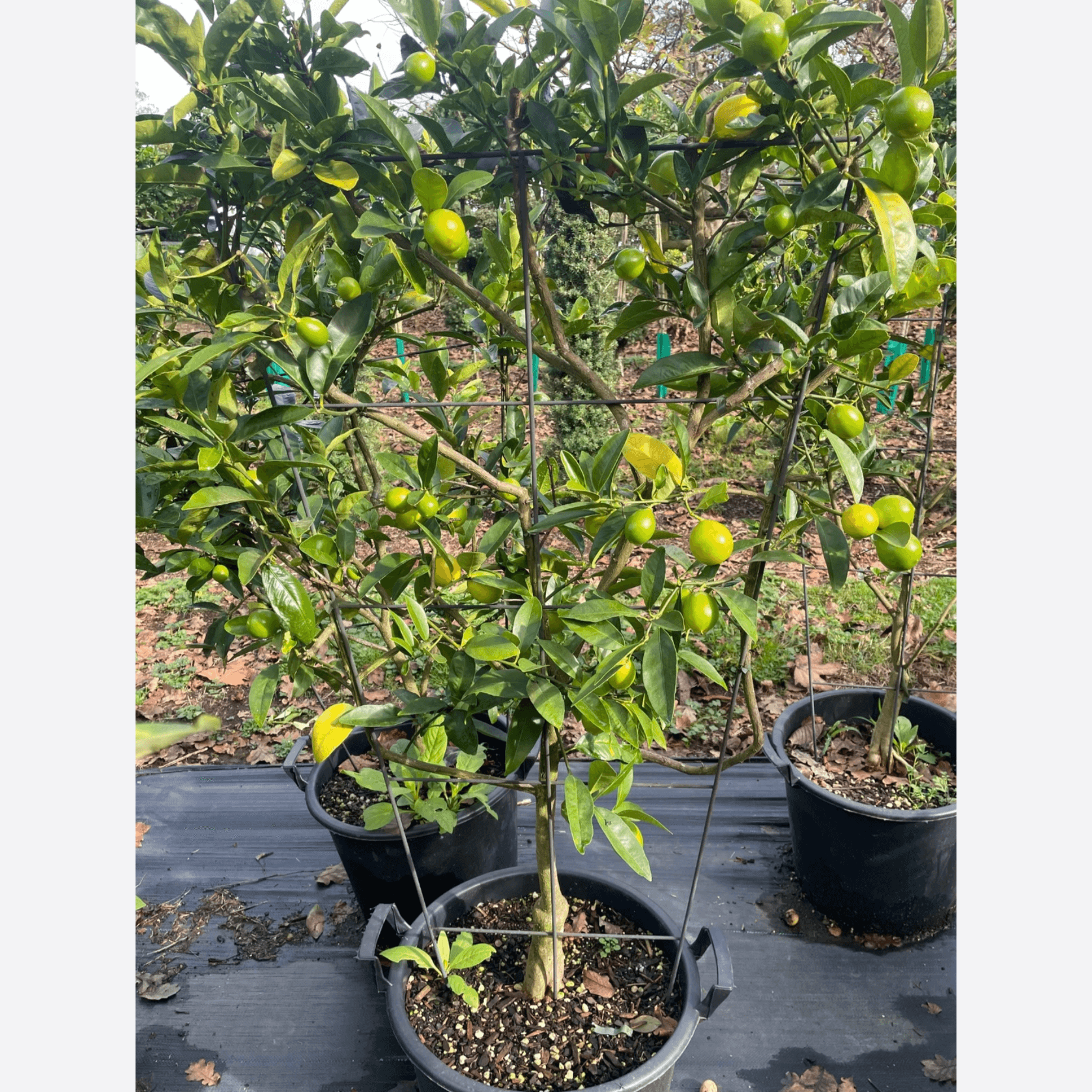 Citrus Lime Cocktail – Espaliered gallery detail image