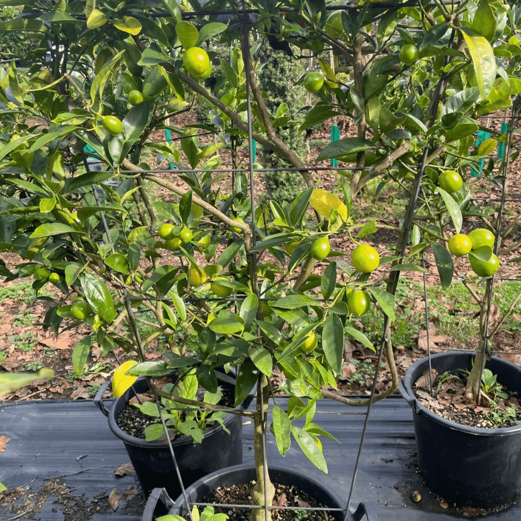 Citrus Lime Cocktail – Espaliered gallery detail image