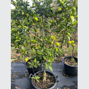 Citrus Lime Cocktail – Espaliered gallery detail image