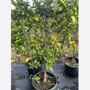 Citrus Lime Cocktail – Espaliered gallery detail image