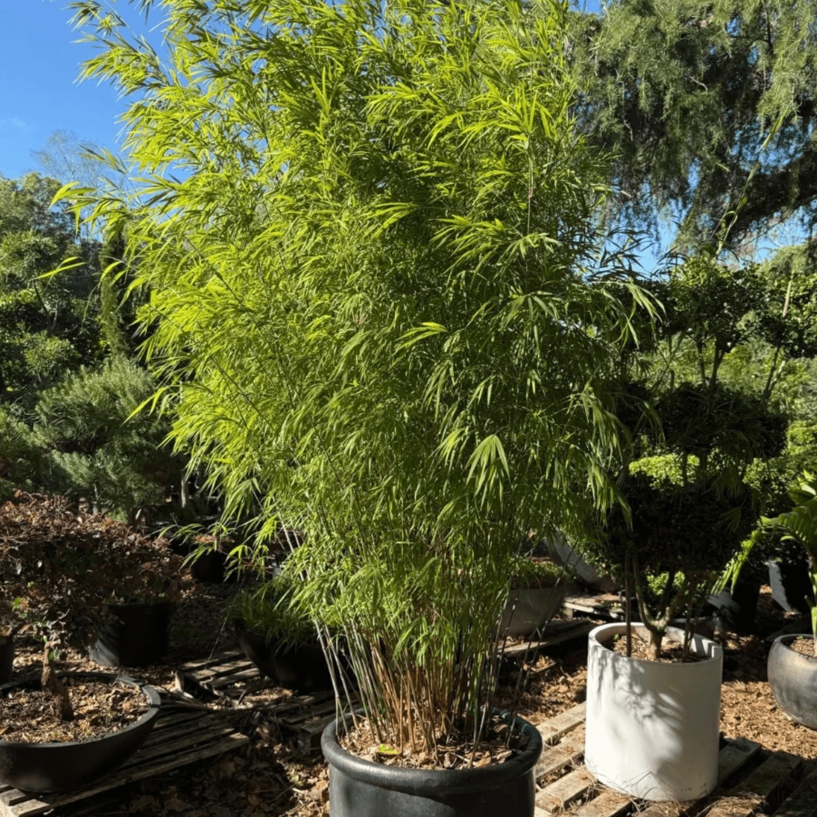 Bambusa Gracilis – Fairy Bamboo gallery detail image