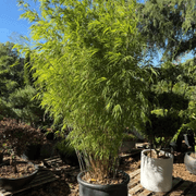 Bambusa Gracilis – Fairy Bamboo gallery detail image