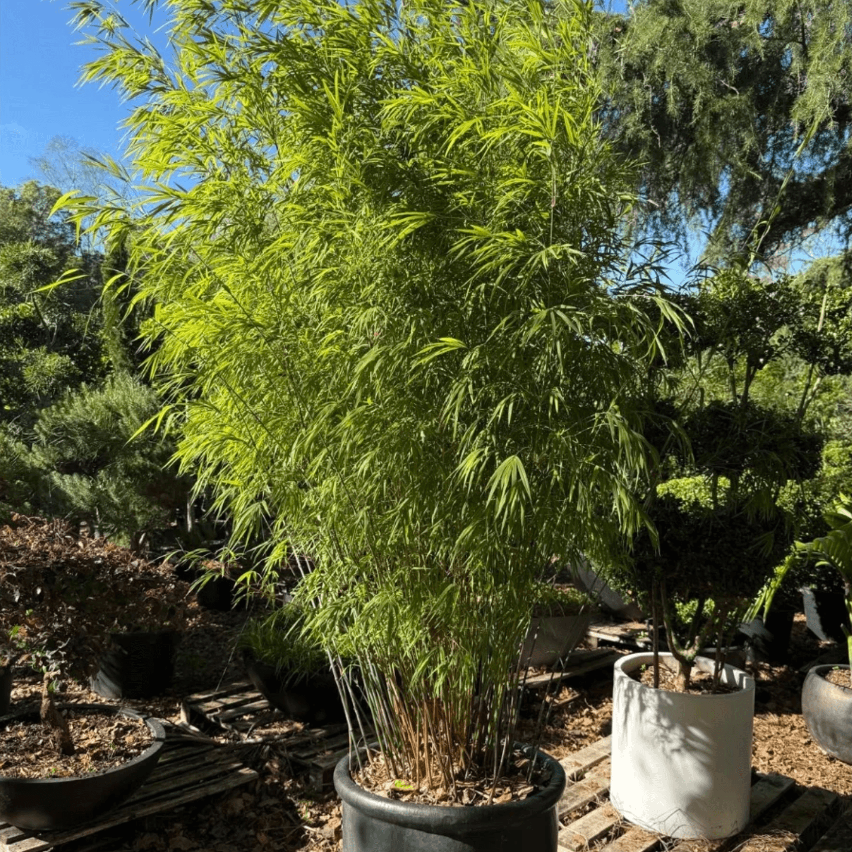 Bambusa Gracilis – Fairy Bamboo gallery detail image