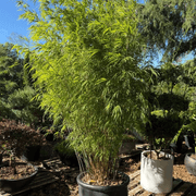 Bambusa Gracilis – Fairy Bamboo gallery detail image