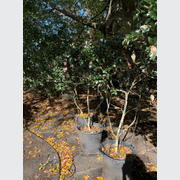 Camellia Tanya – Espaliered gallery detail image