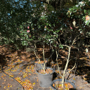 Camellia Tanya – Espaliered gallery detail image