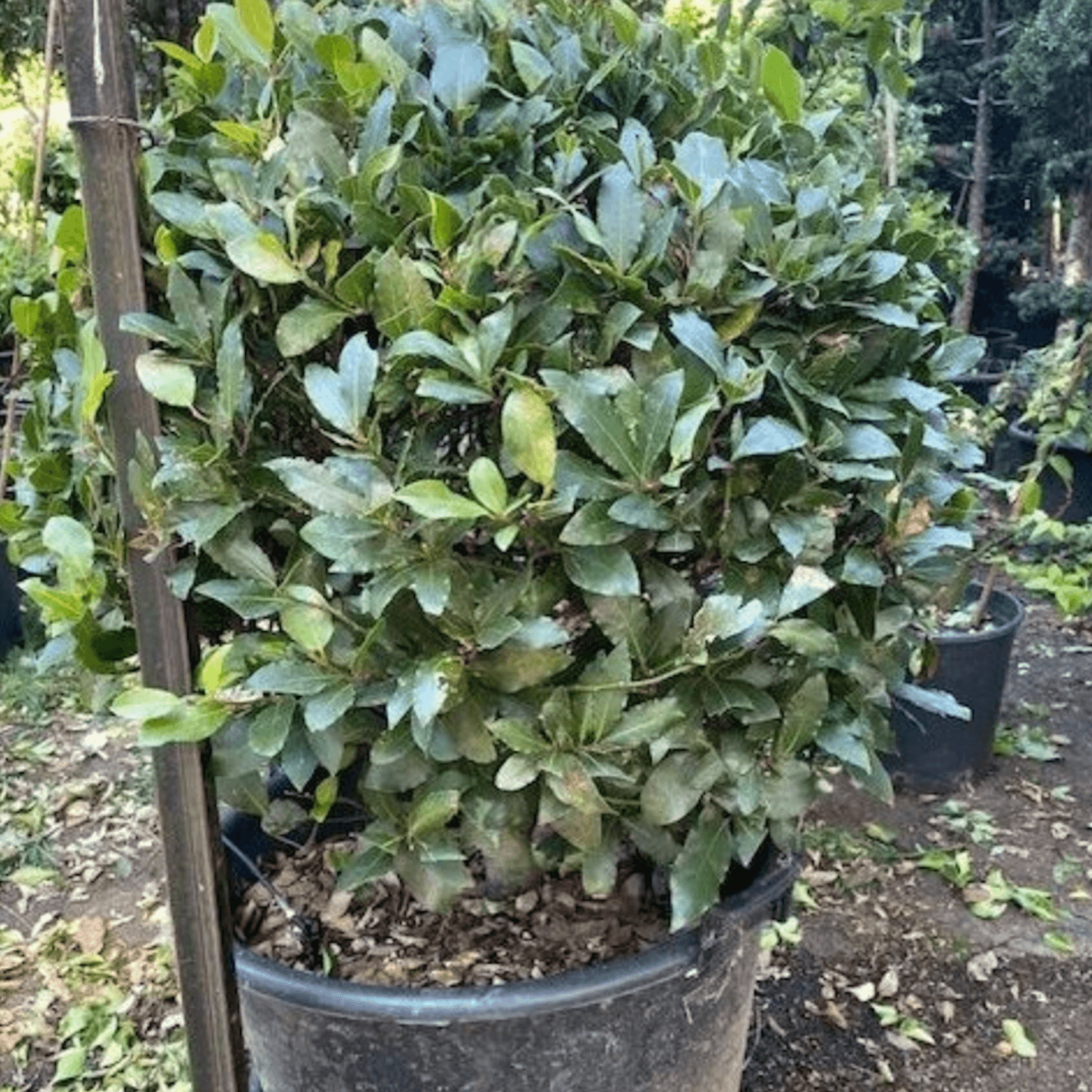 Laurus Nobilis – Globe gallery detail image