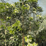 Murraya Paniculata gallery detail image