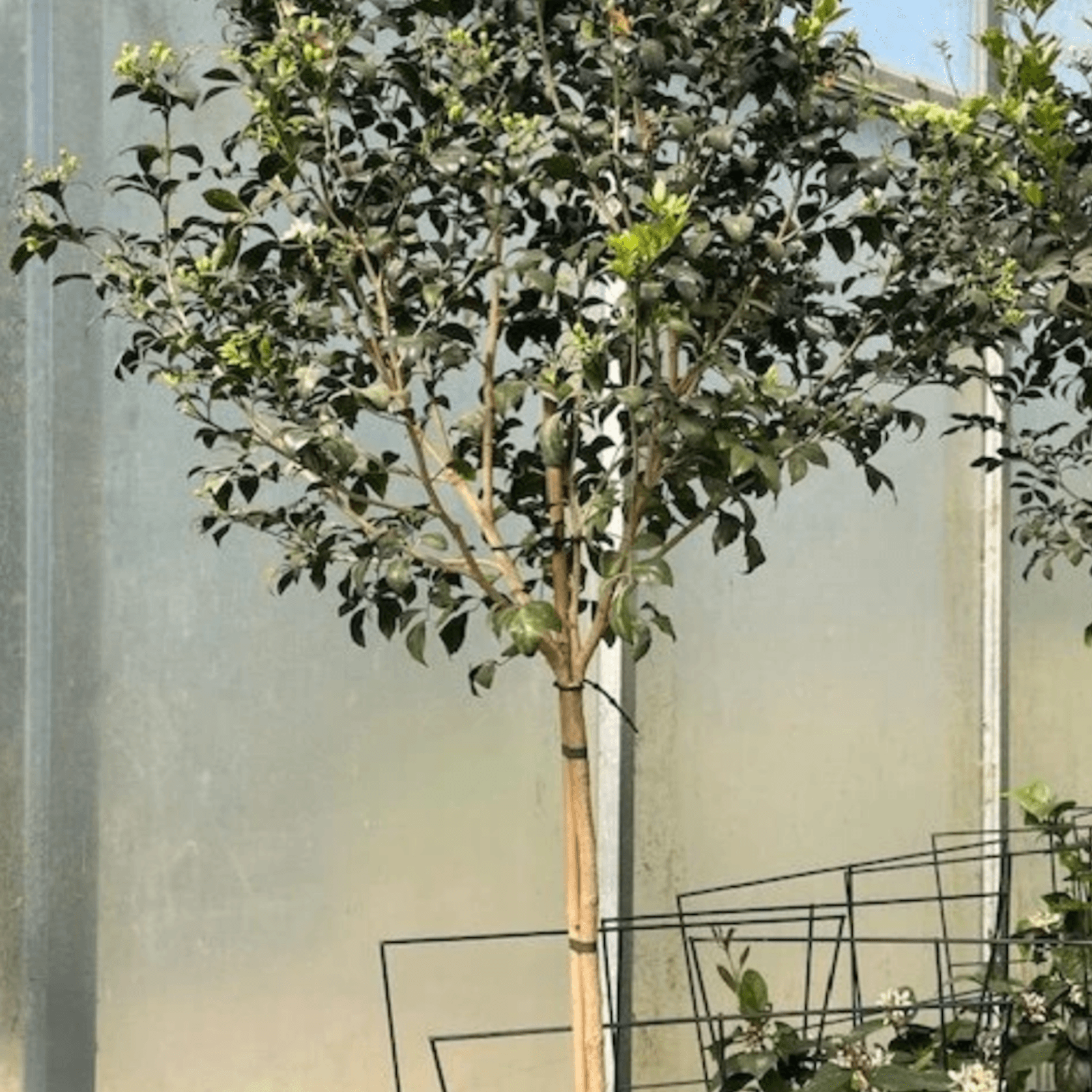 Murraya Paniculata gallery detail image