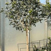 Murraya Paniculata gallery detail image