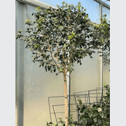 Murraya Paniculata gallery detail image