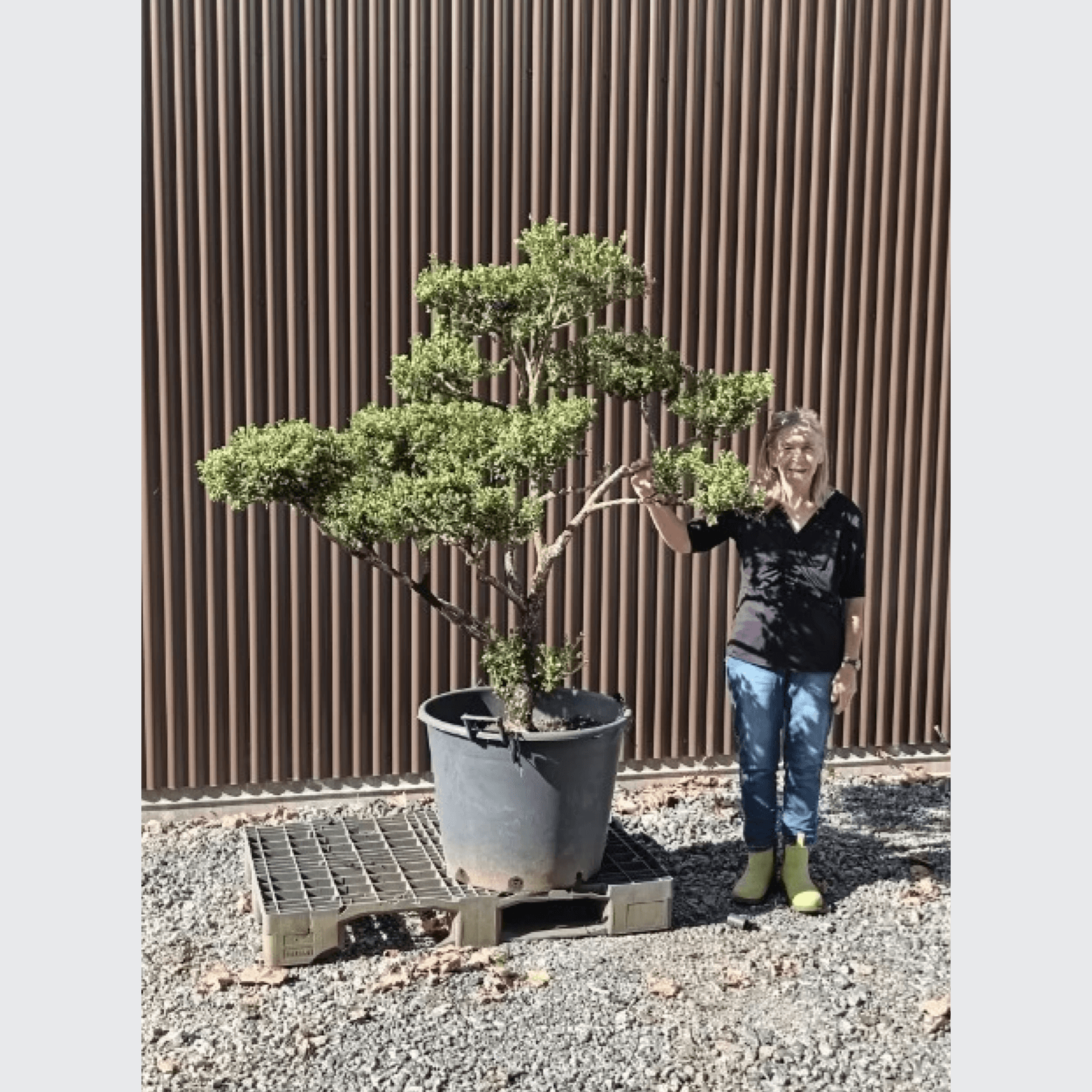 Cloud Tree gallery detail image