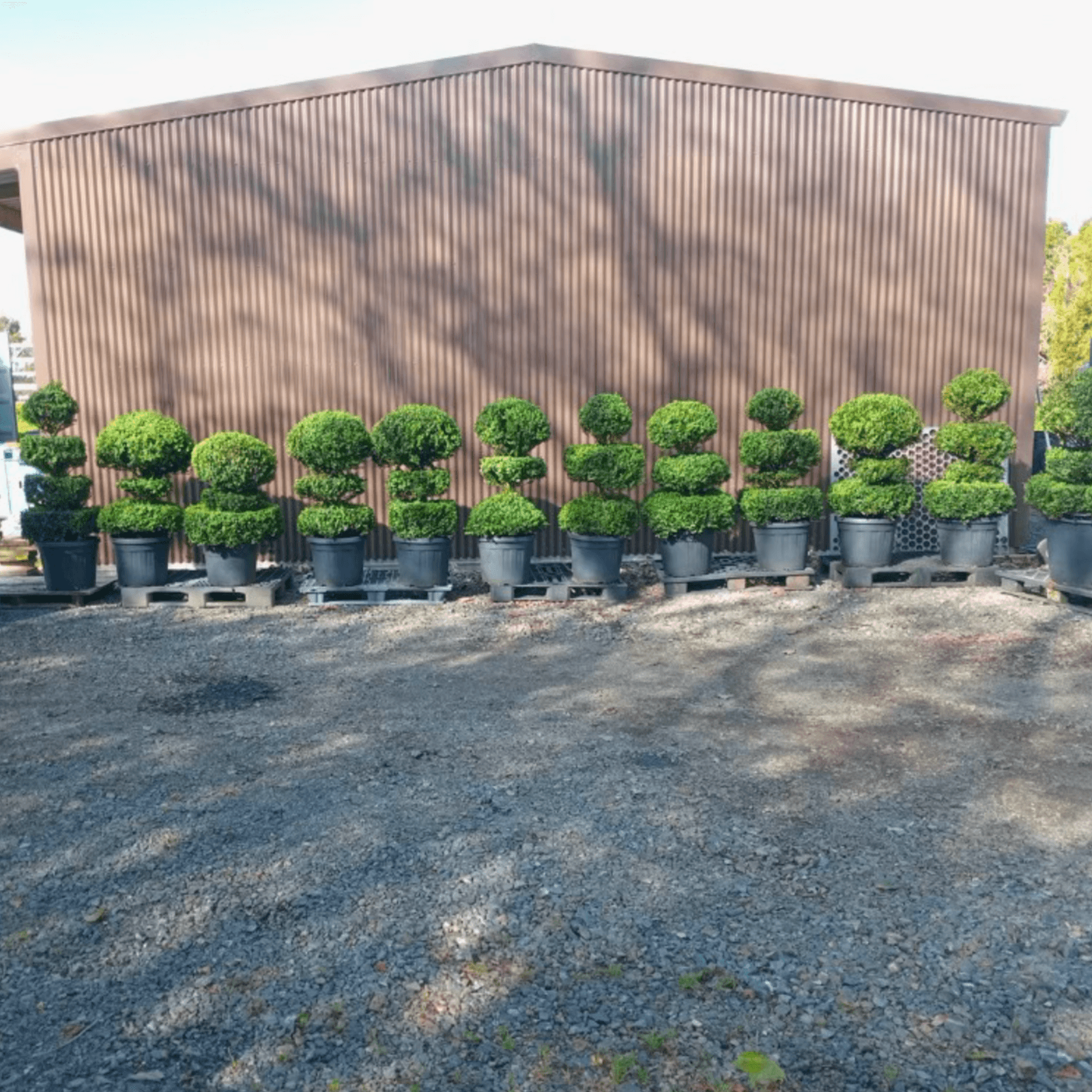 Multi Ball Topiaries gallery detail image