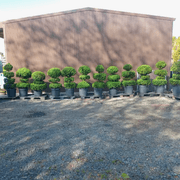 Multi Ball Topiaries gallery detail image