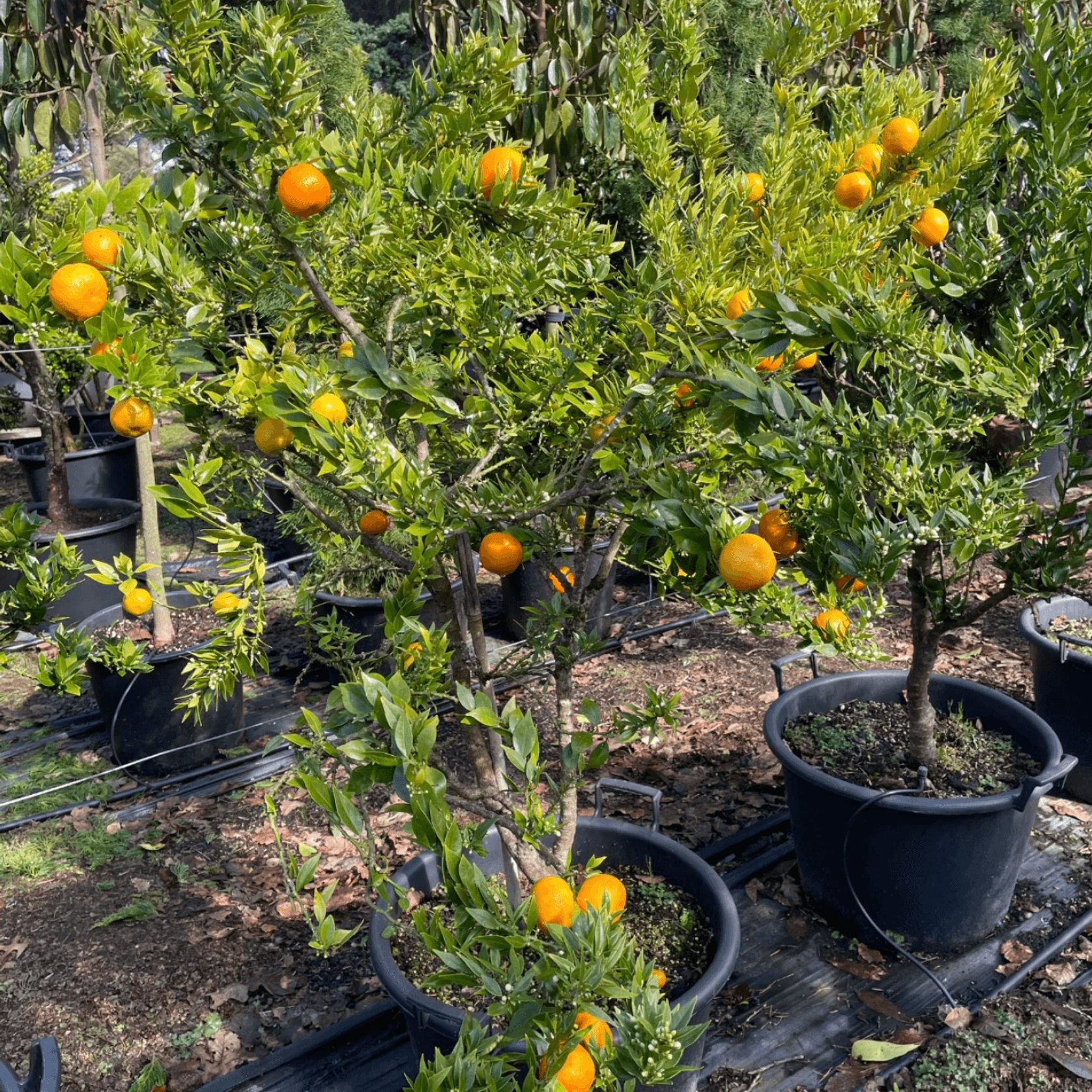 Citrus Chinotto gallery detail image