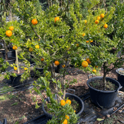 Citrus Chinotto gallery detail image
